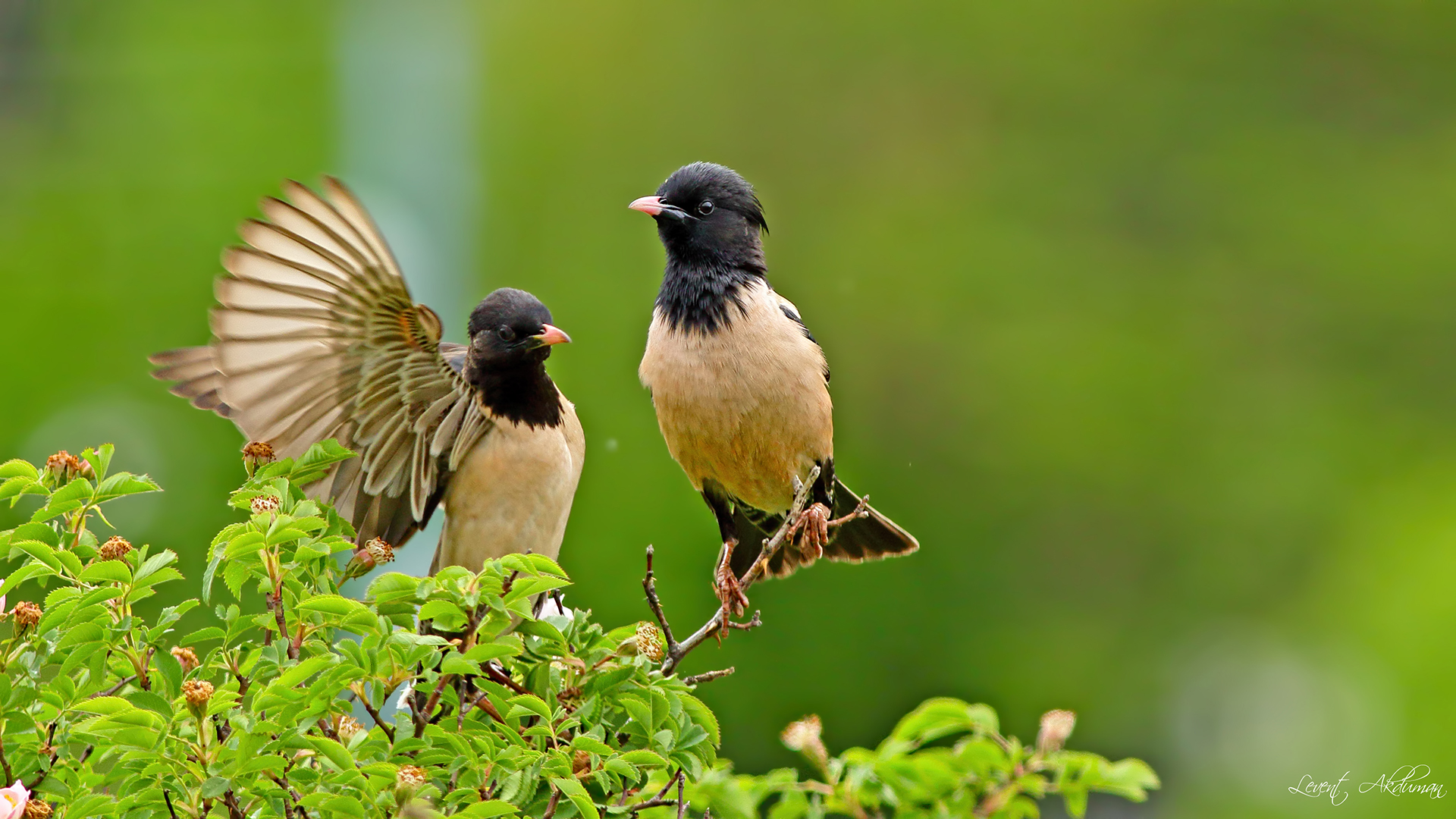 Rosy Starling